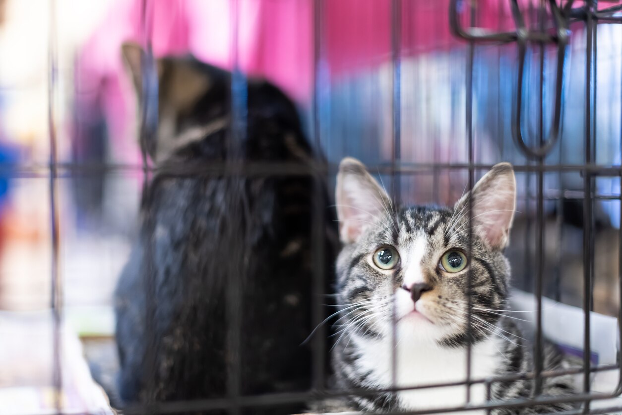 10 Common Myths About Animal Shelters Debunked